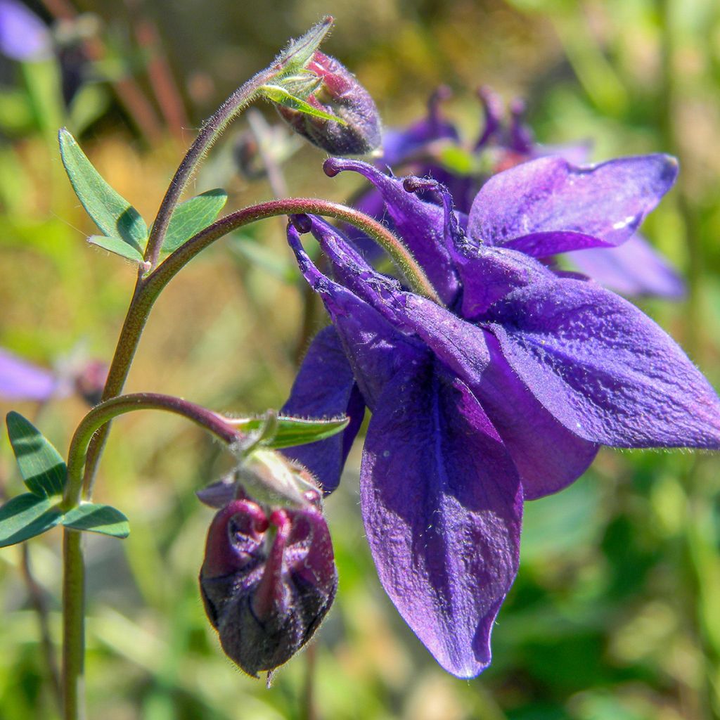 Aquilegia alpina - Aguileña