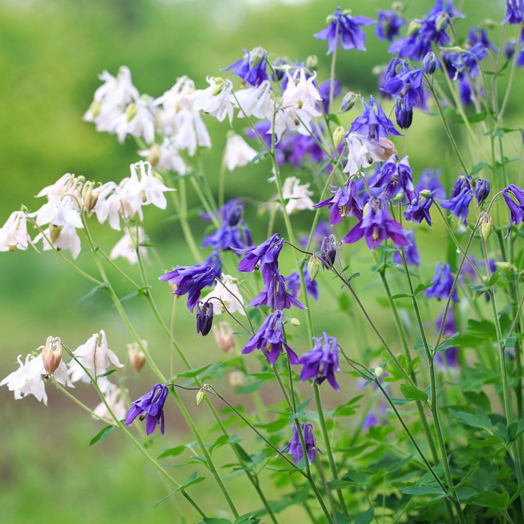 Aquilegia alpina - Aguileña