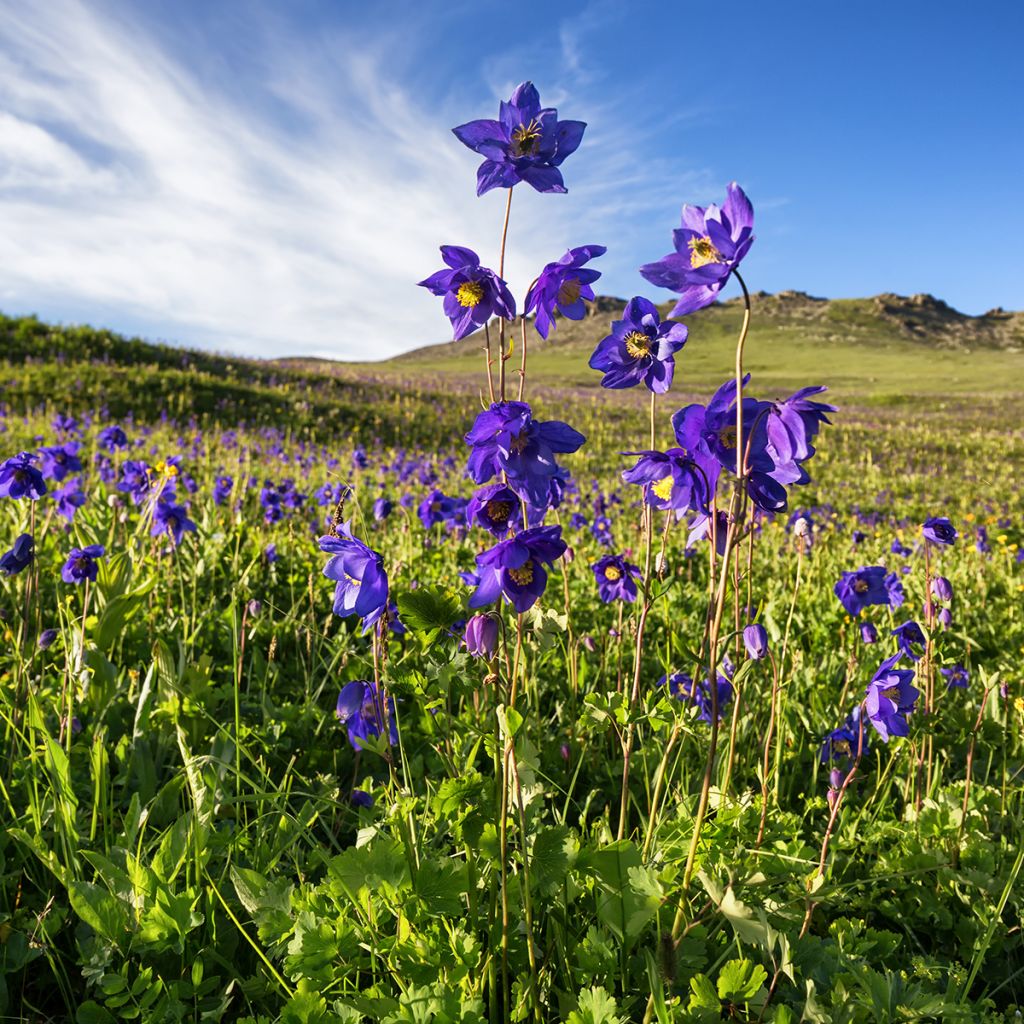 Aquilegia alpina - Aguileña