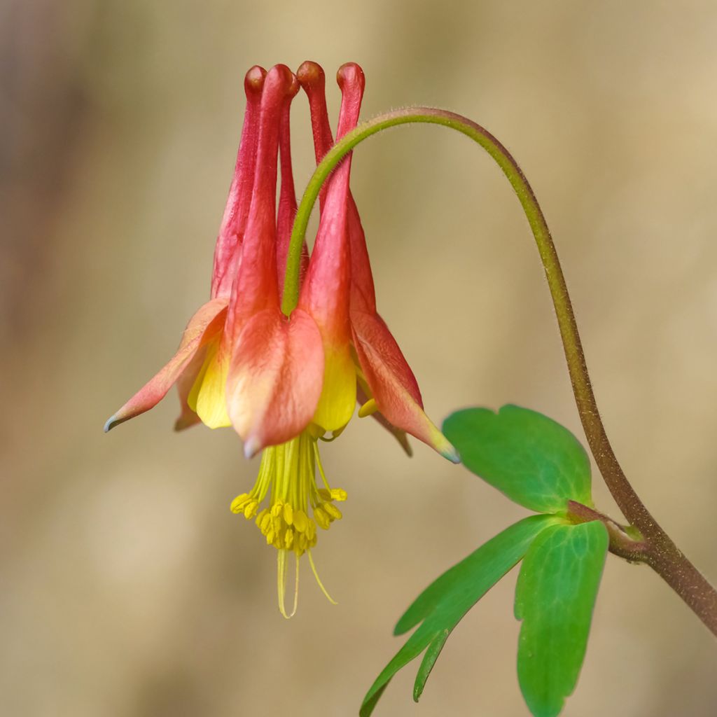 Aquilegia canadensis - Aguileña rojo