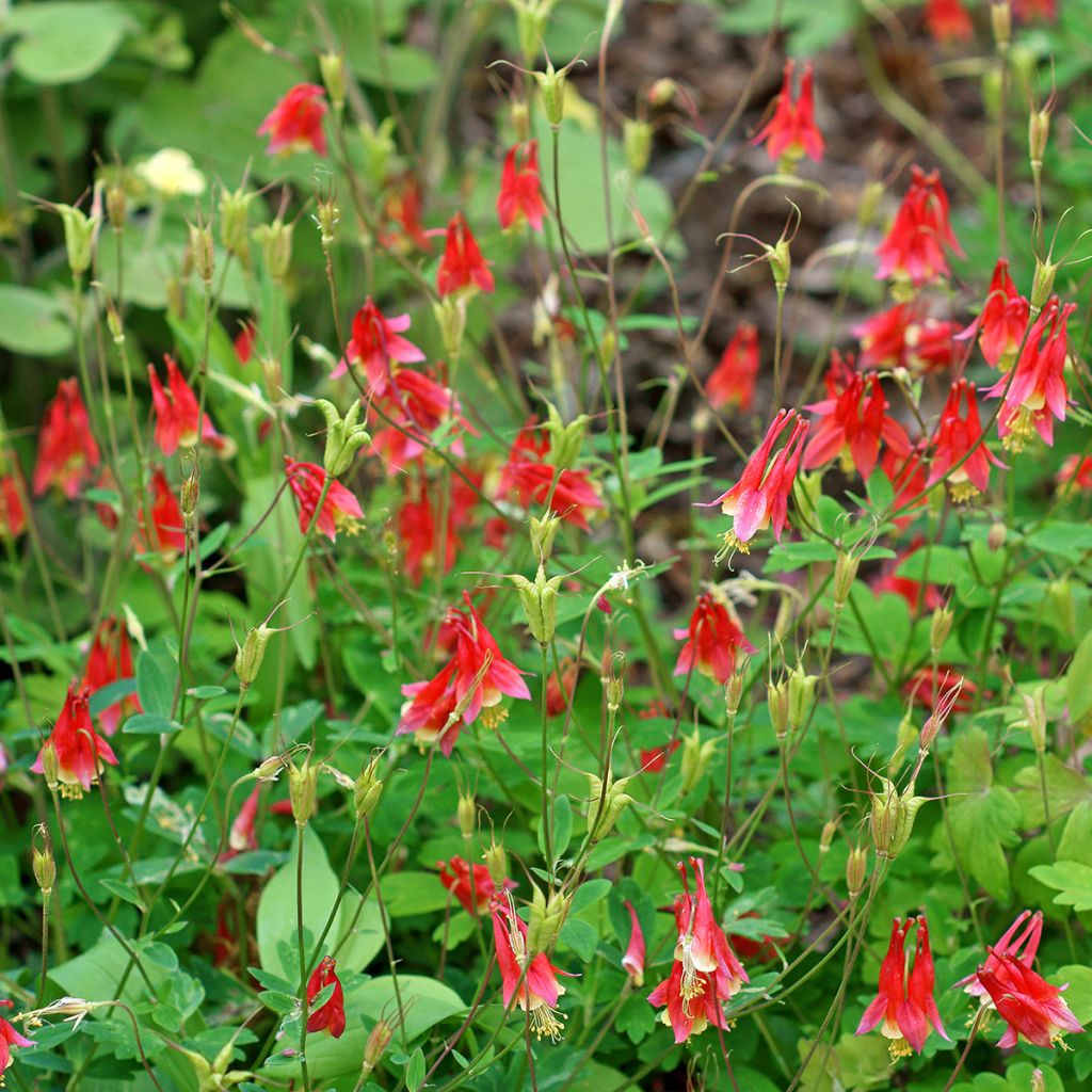 Aquilegia canadensis - Aguileña rojo