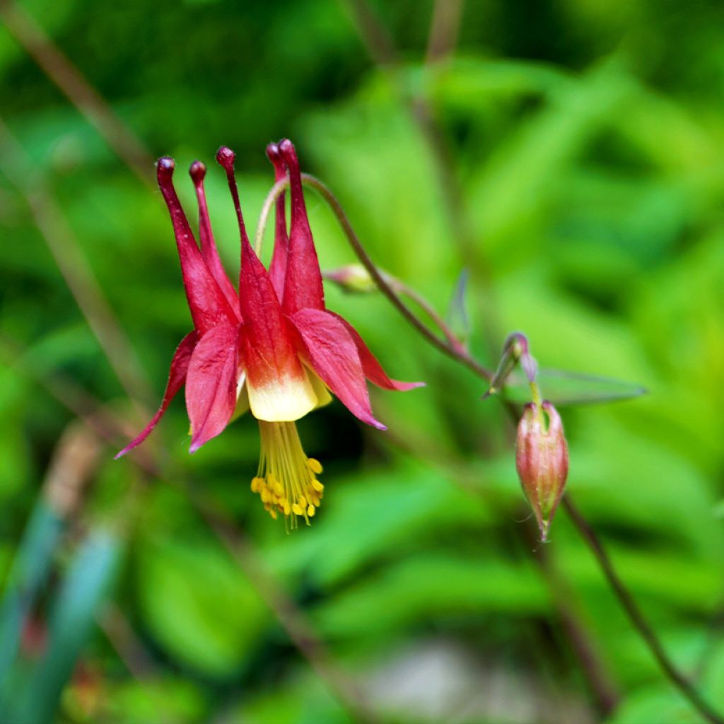 Aquilegia canadensis - Aguileña rojo