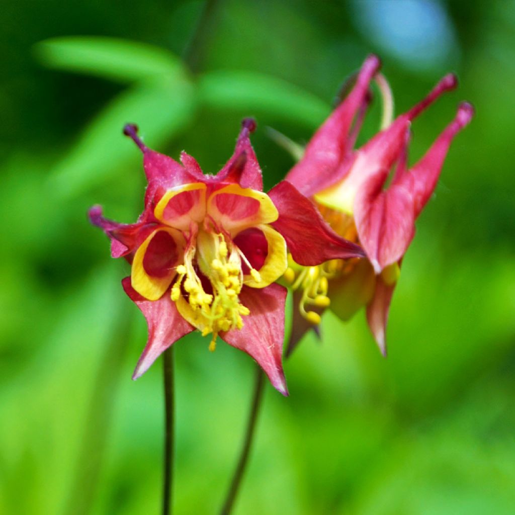 Aquilegia canadensis - Aguileña rojo