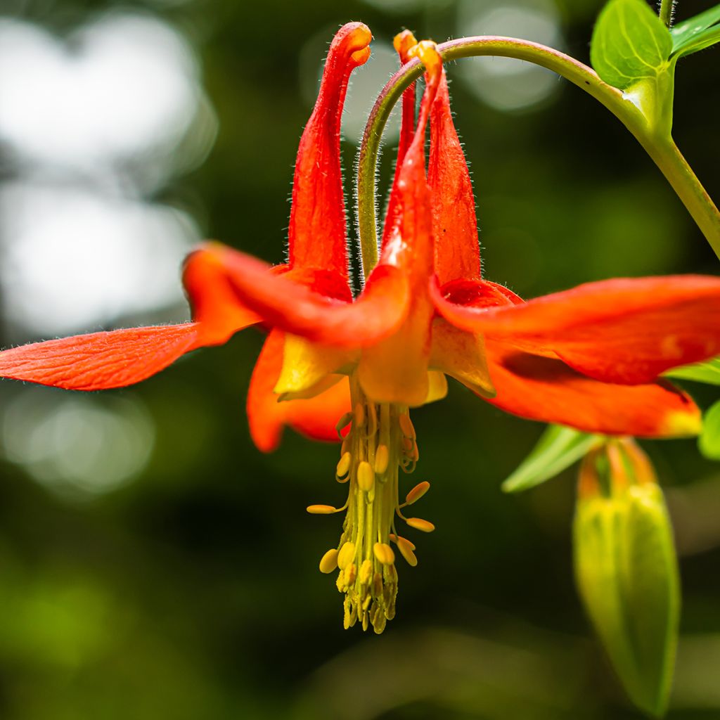 Aquilegia canadensis - Aguileña rojo