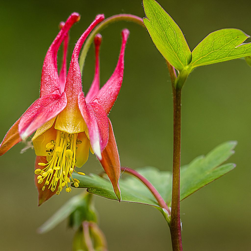 Aquilegia canadensis - Aguileña rojo