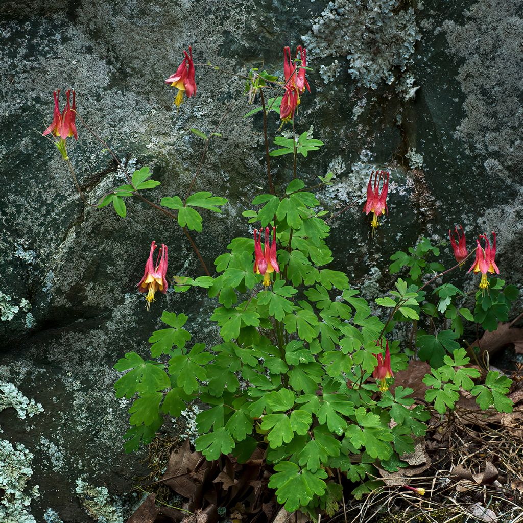 Aquilegia canadensis - Aguileña rojo