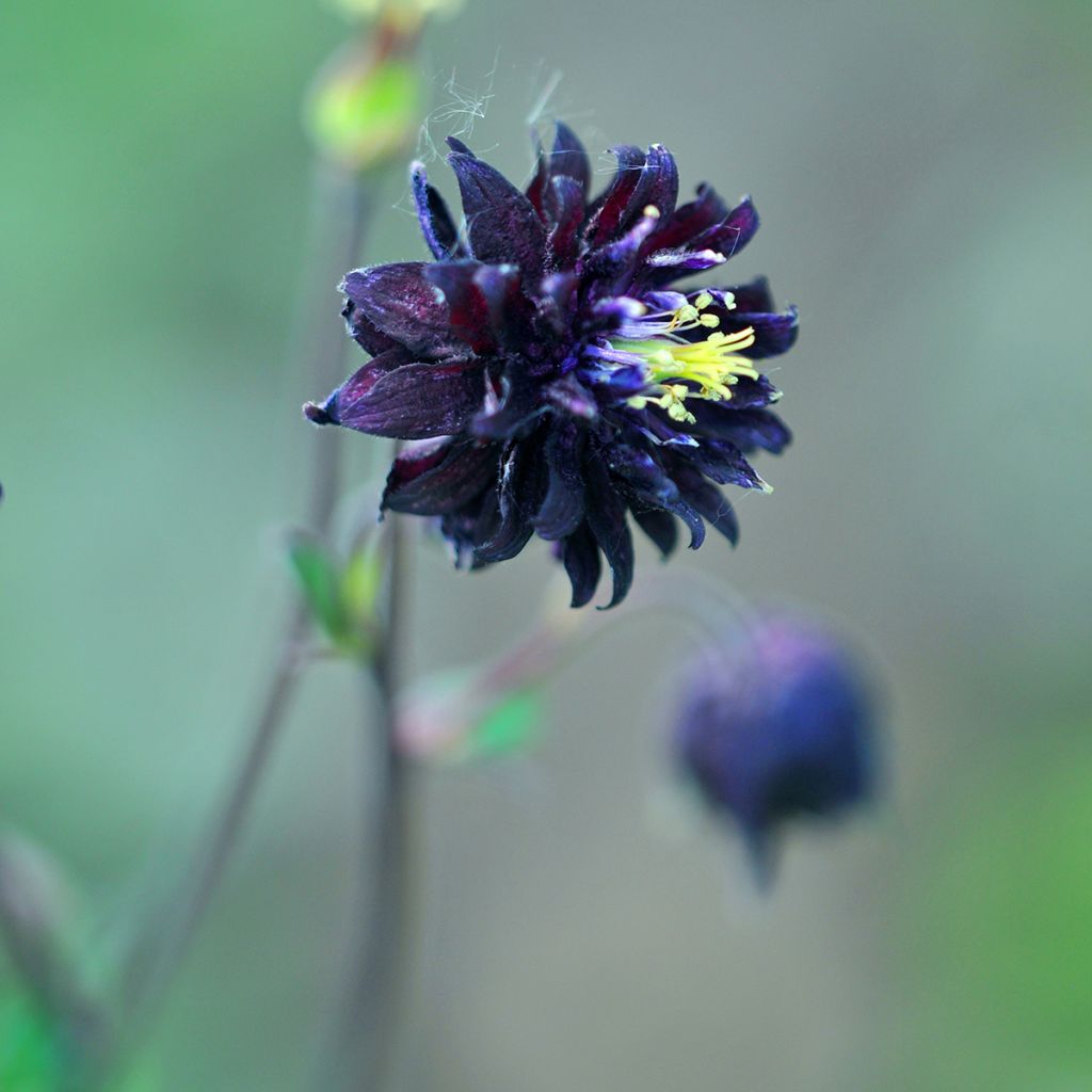 Aquilegia vulgaris var. stellata Black Barlow