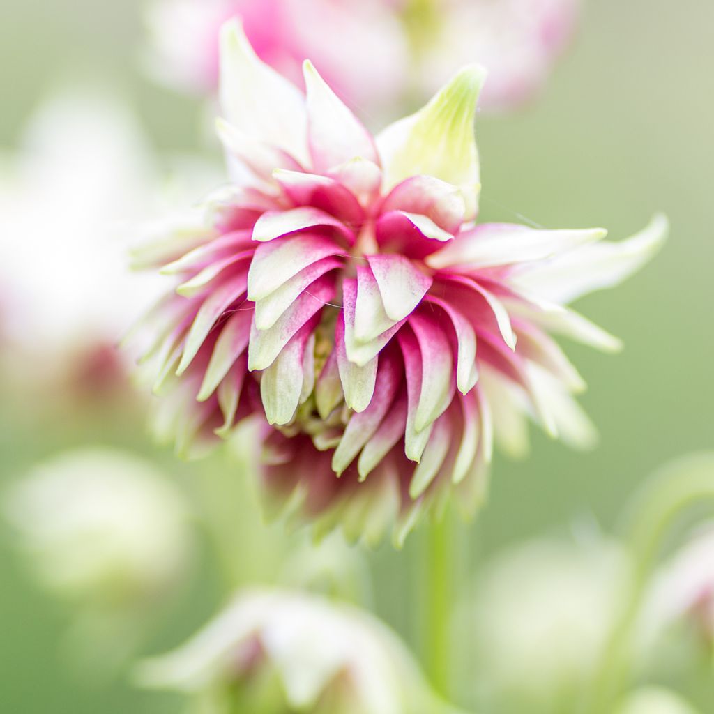 Aquilegia vulgaris Nora Barlow