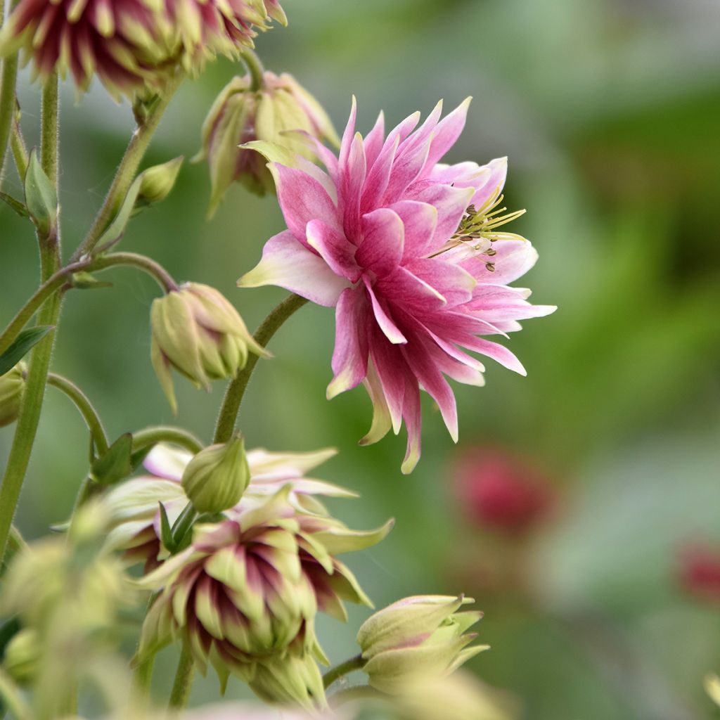 Aquilegia vulgaris Nora Barlow