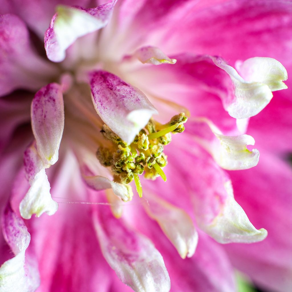 Aquilegia vulgaris Nora Barlow