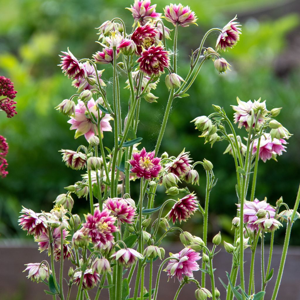 Aquilegia vulgaris Nora Barlow