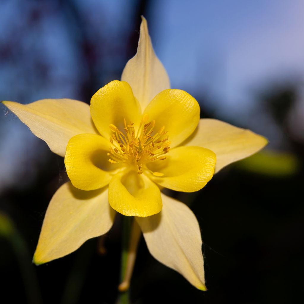 Aquilegia chrysantha Yellow Queen