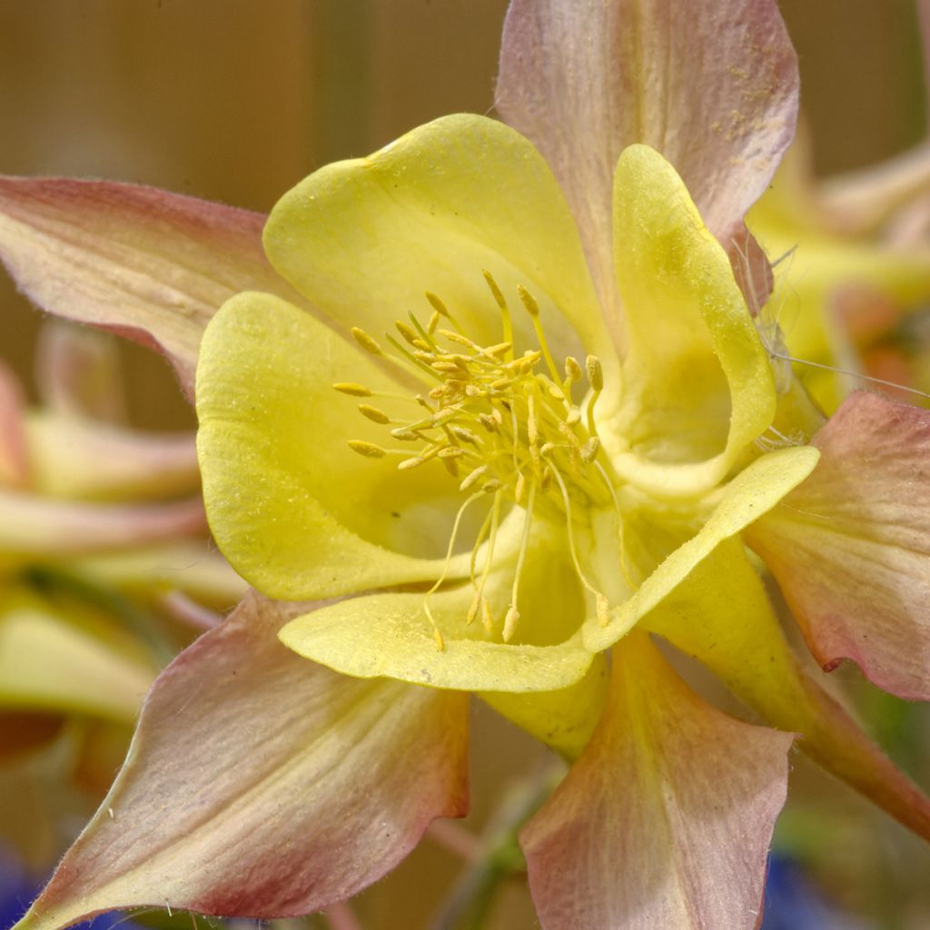 Aquilegia chrysantha Yellow Queen