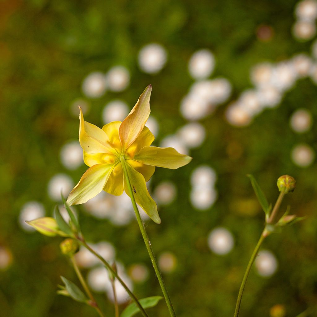 Aquilegia chrysantha Yellow Queen