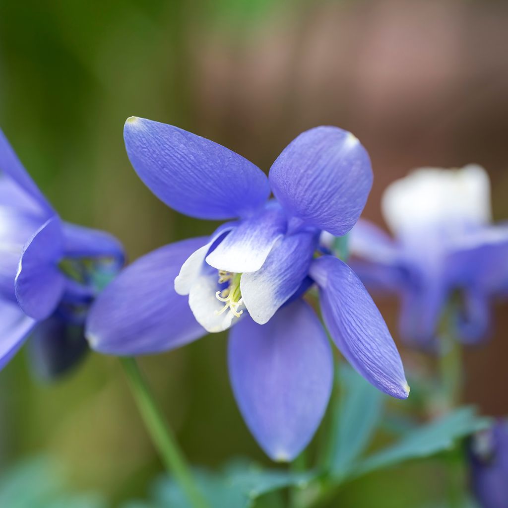 Aquilegia flabellata Cameo Blue and White