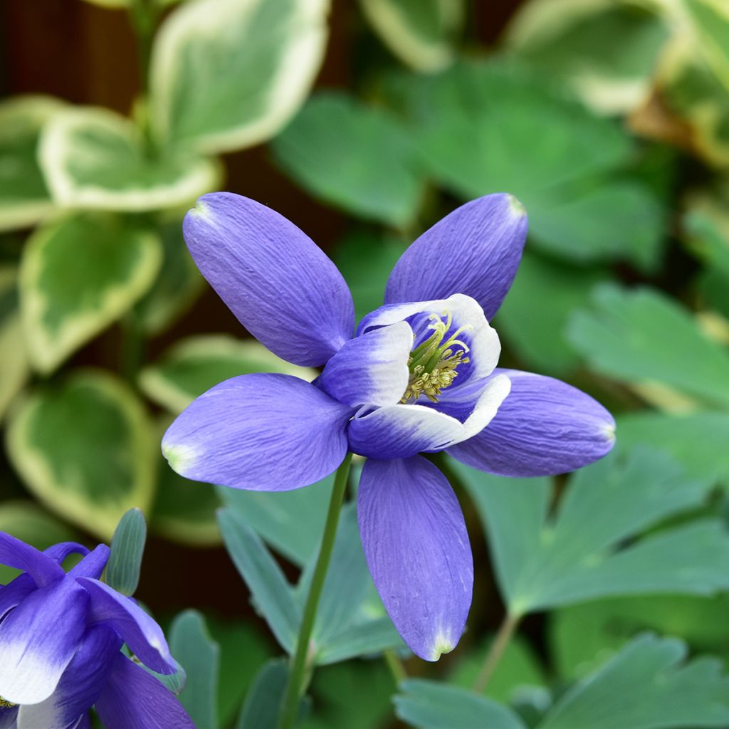 Aquilegia flabellata Cameo Blue and White