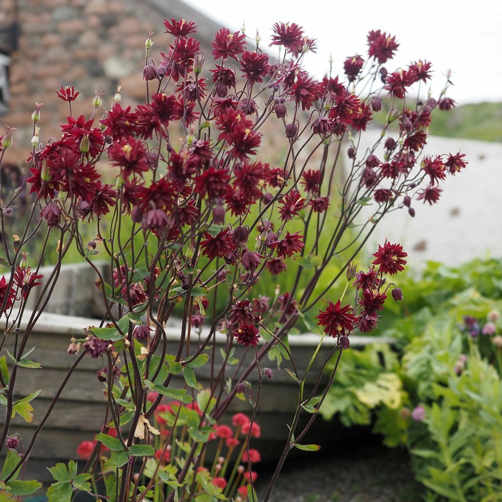 Aquilegia vulgaris Ruby Port