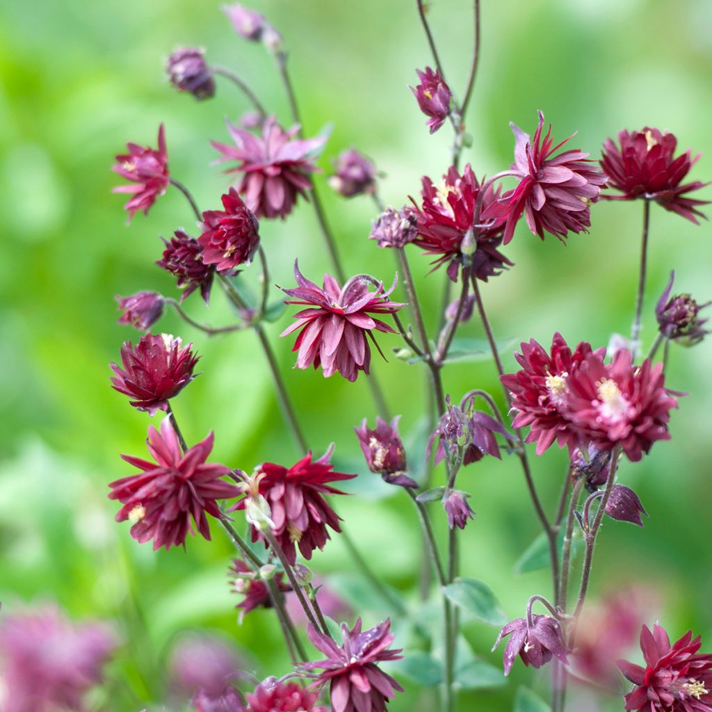 Aquilegia vulgaris Ruby Port