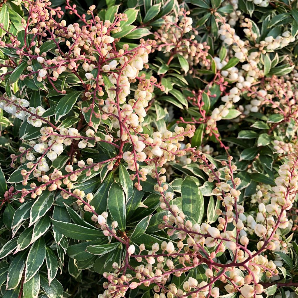 Andromède du Japon - Pieris japonica Little Goldy