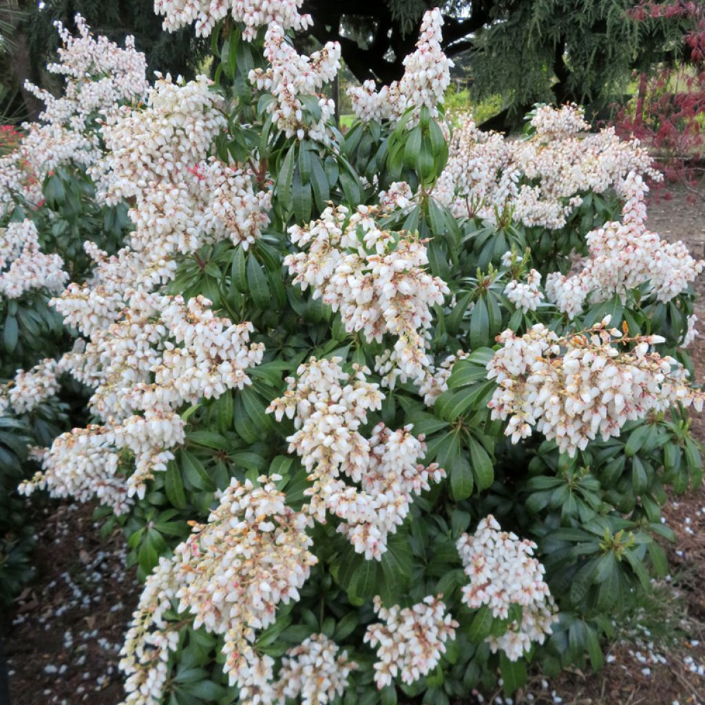 Pieris japonica Prelude - Andrómeda