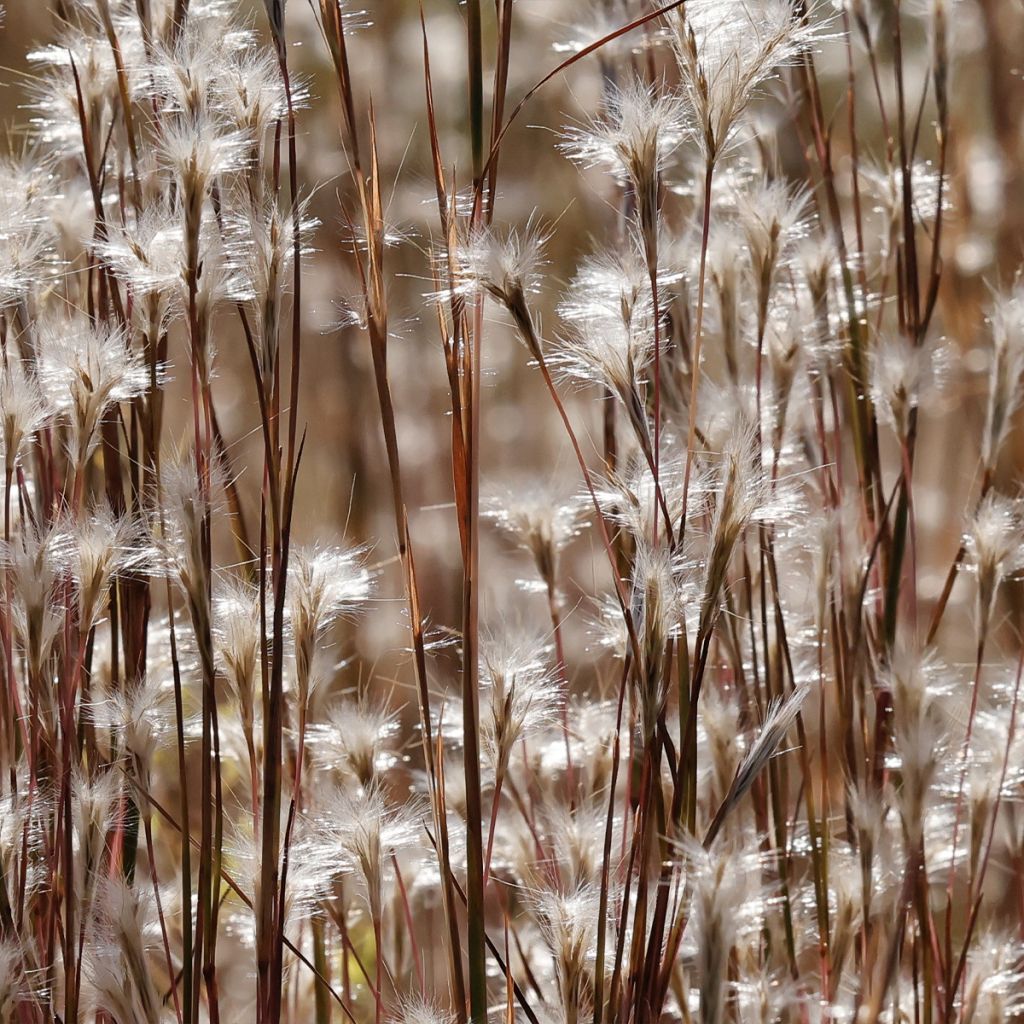 Andropogon ternarius