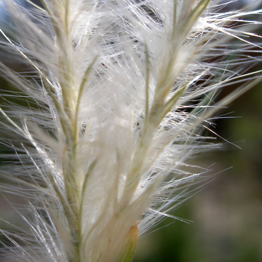 Andropogon ternarius