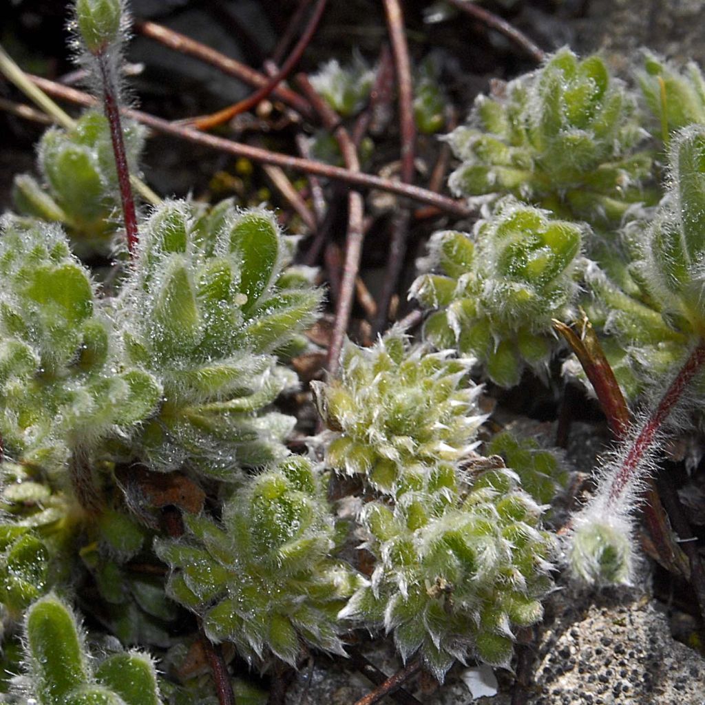 Androsace sarmentosa