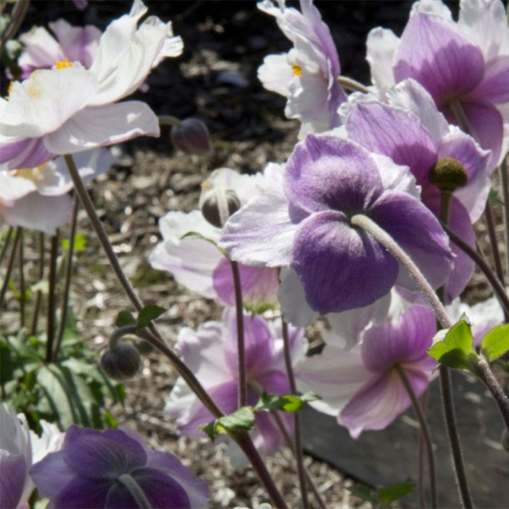 Anemone Dreaming Swan - Anémone japonaise