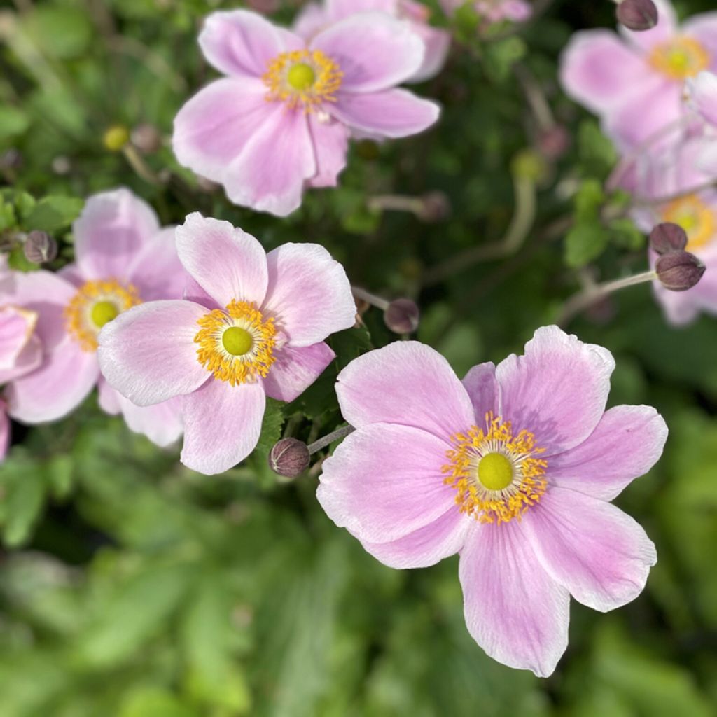 Anemone (x) hupehensis Royal Blush