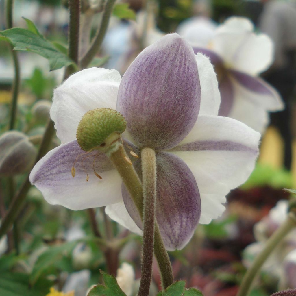 Anemone Ruffled Swan - Anémone japonaise