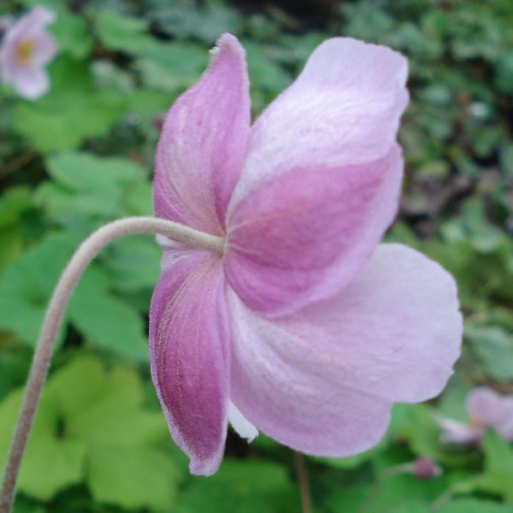 Anémone japonaise Charme de Septembre