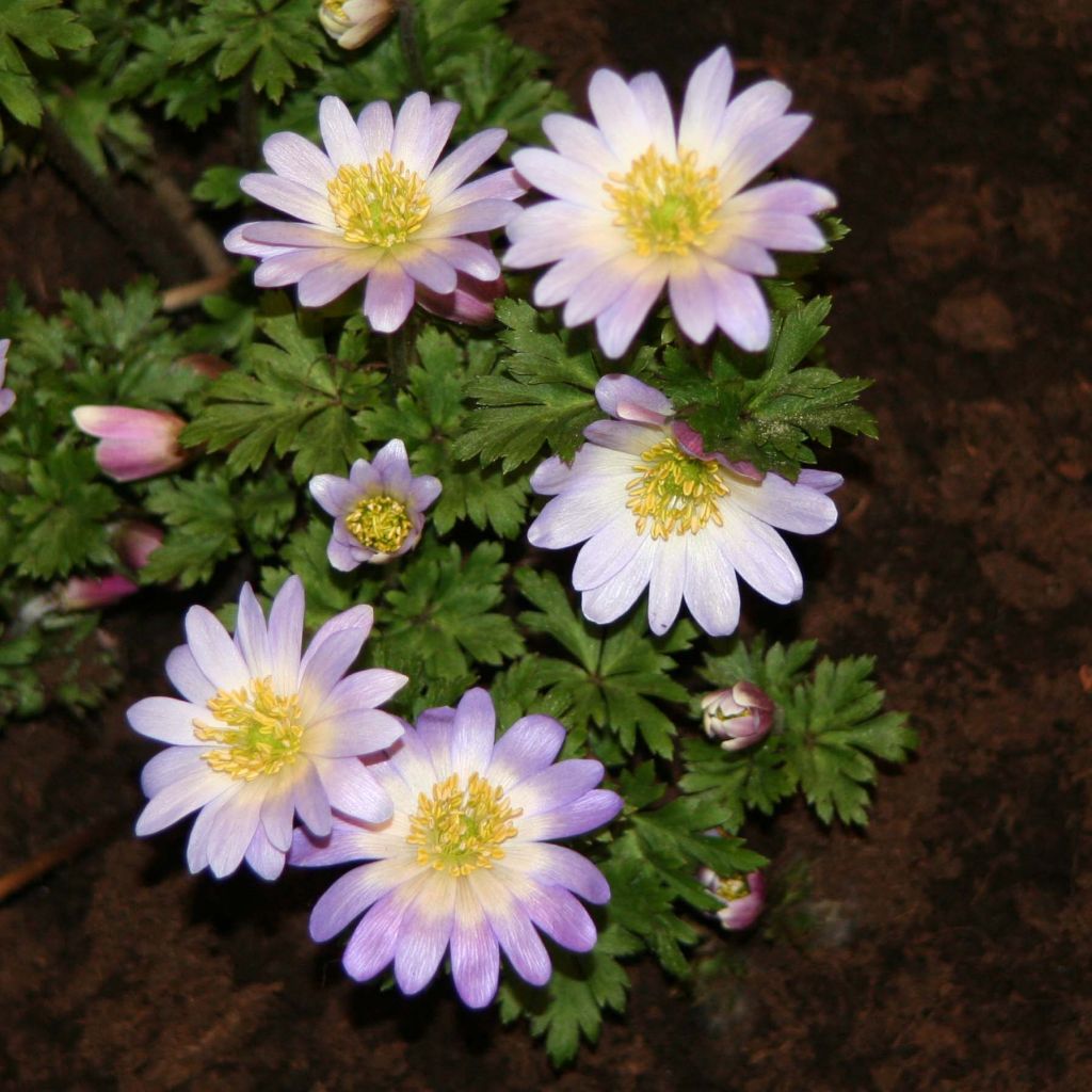 Anemone blanda Blue Splendour