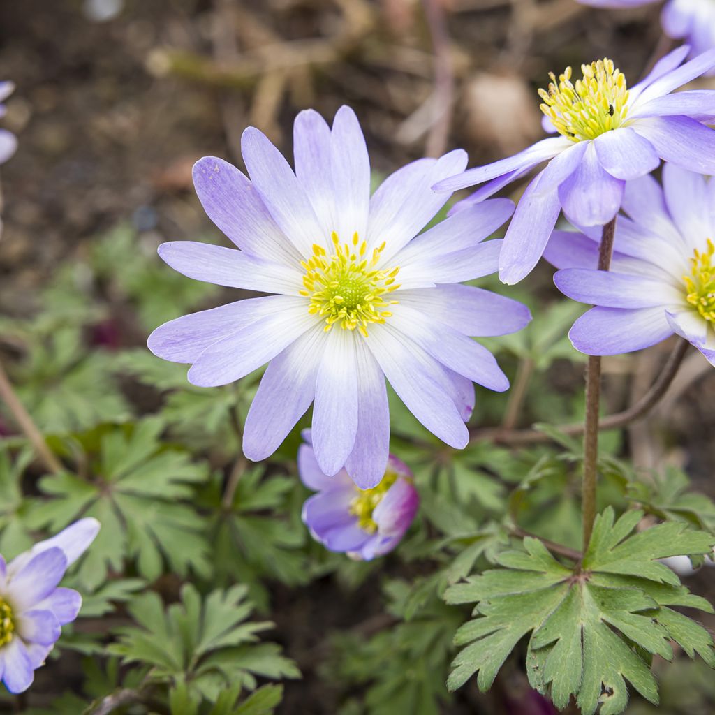 Anemone blanda Blue Splendour