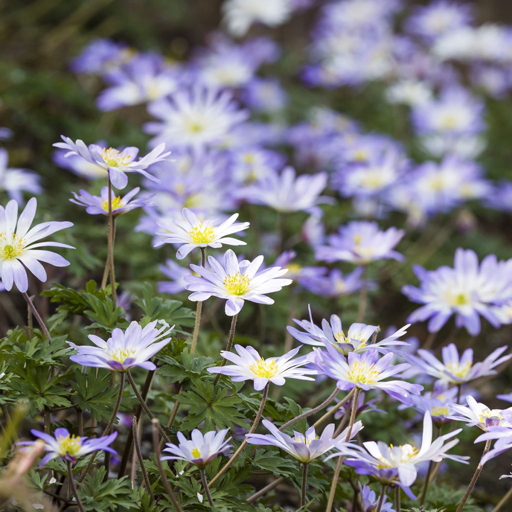 Anemone blanda Blue Splendour