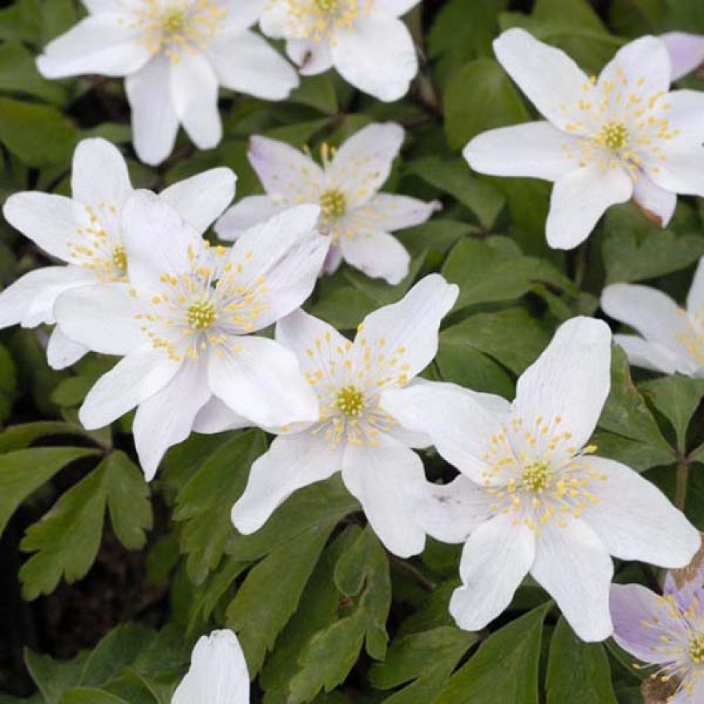 Anemone nemorosa - Anémona de bosque