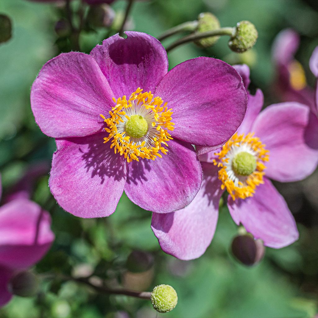 Anemone du Japon Alando rose - Anemone hupehensis