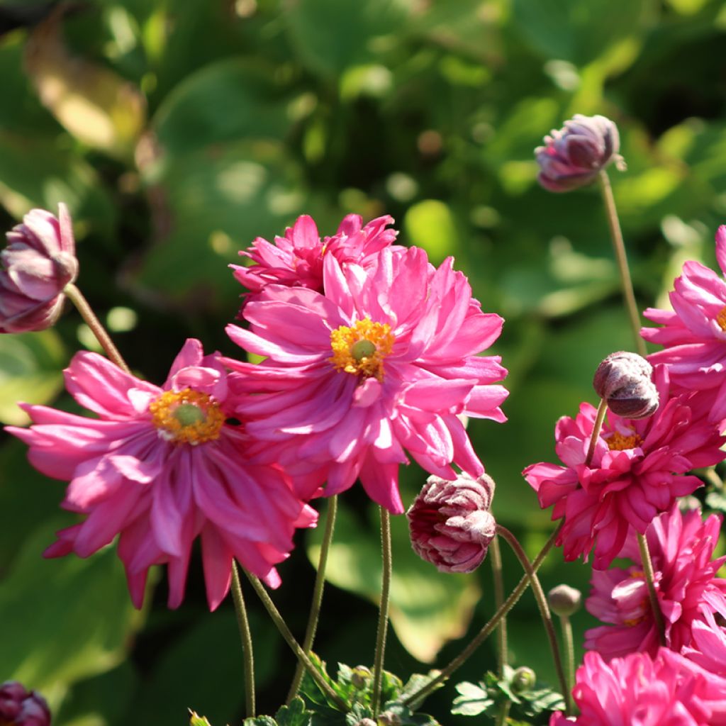 Anemone Fall in Love Sweetly