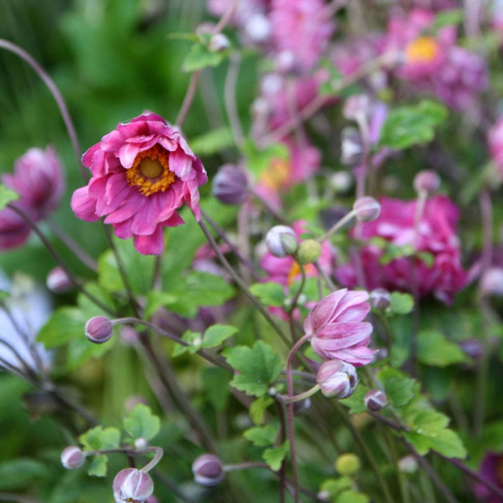 Anemone hupehensis Pamina - Anémona del Japón