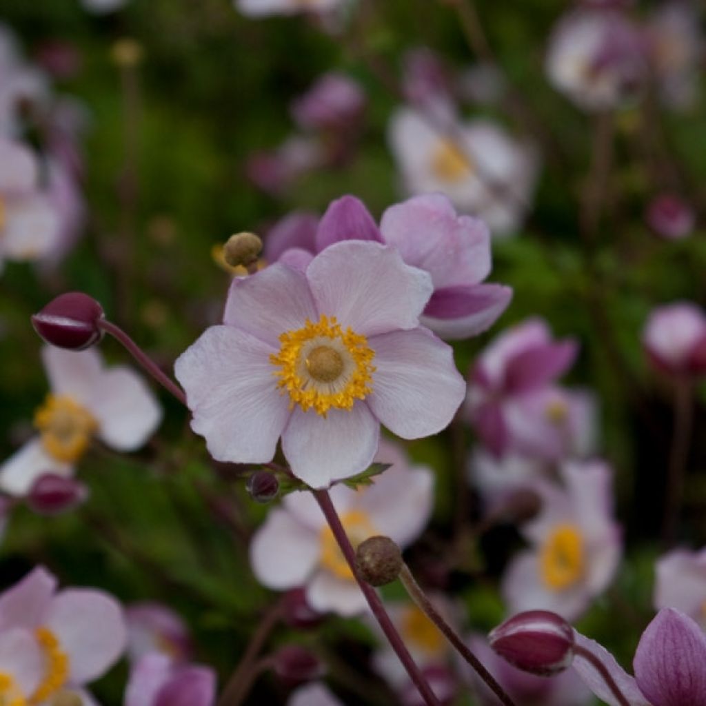 Anemone Hadspen Abundance