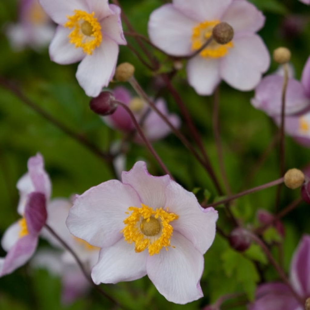 Anemone Hadspen Abundance