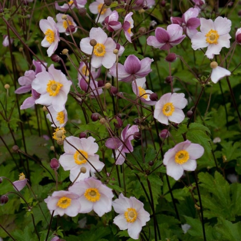 Anemone Hadspen Abundance