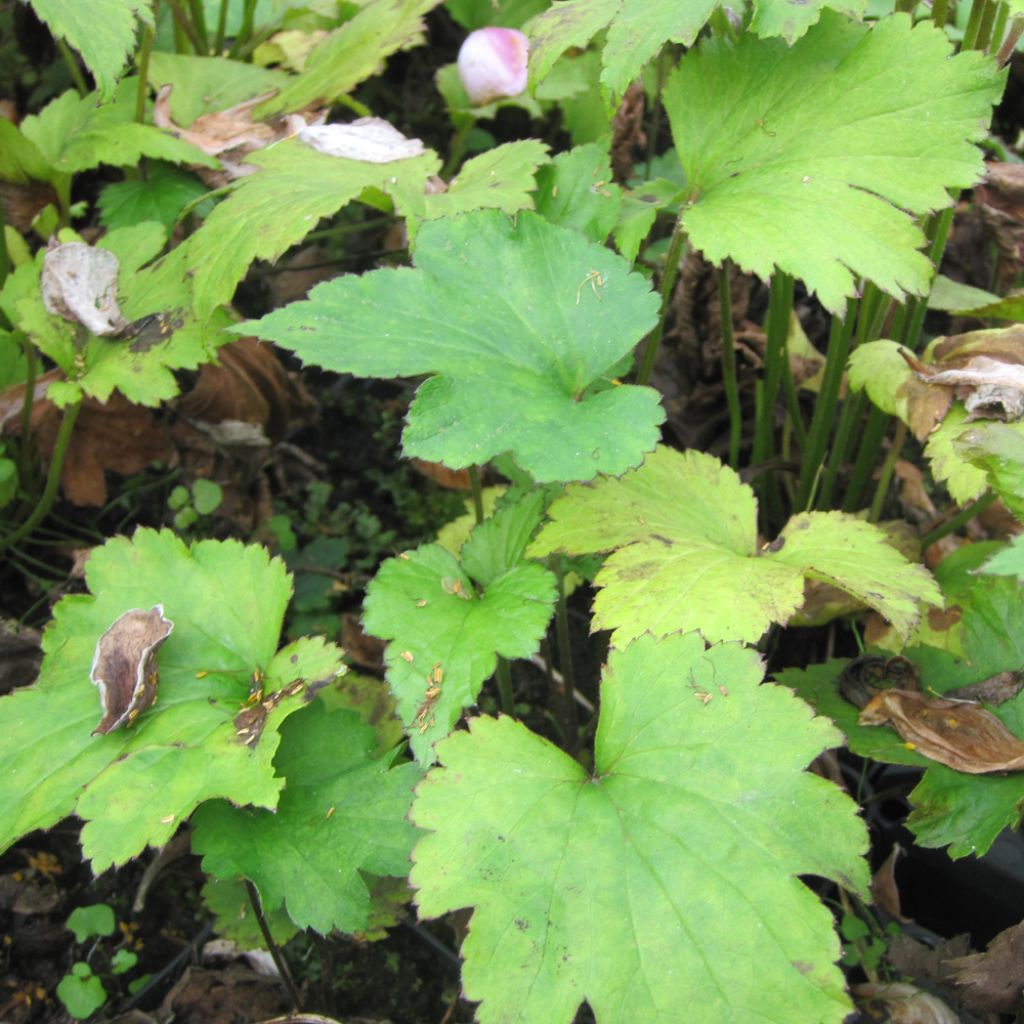 Anémone japonaise Little Princess - Anemone hupehensis japonica