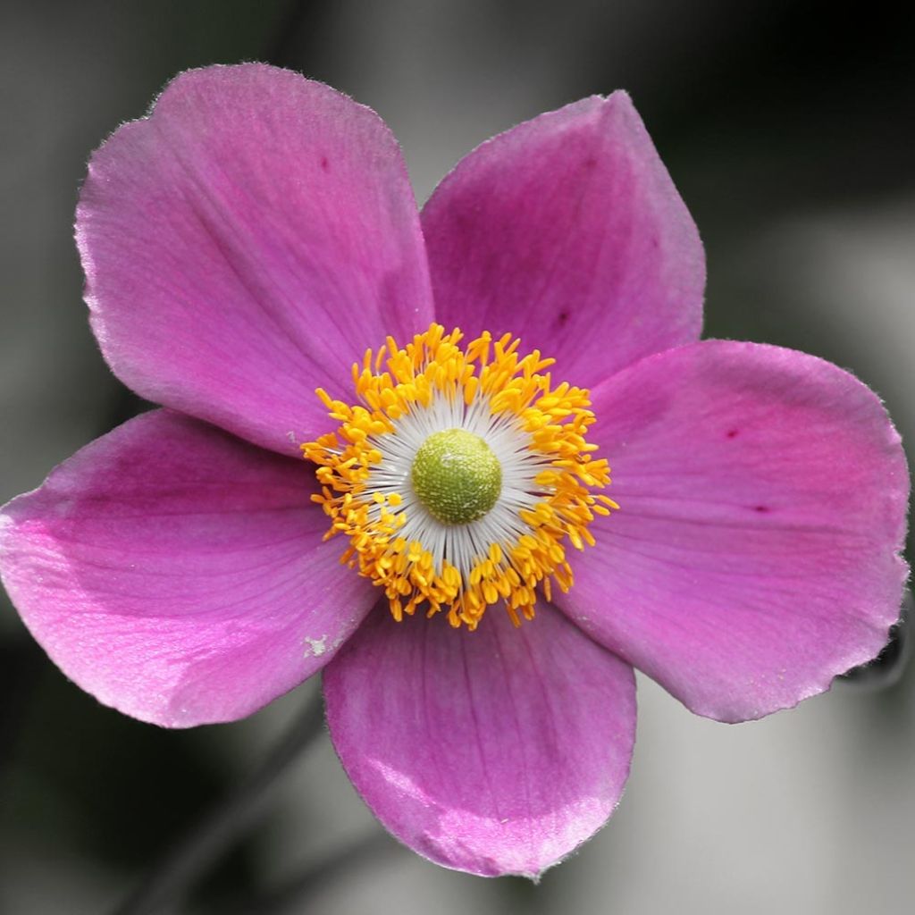 Anemone hupehensis Praecox - Anémona del Japón