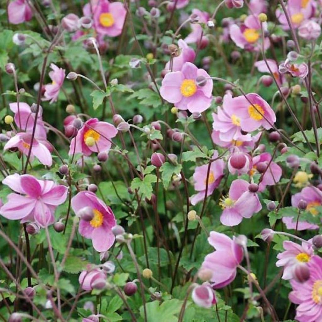 Anemone hupehensis Praecox - Anémona del Japón