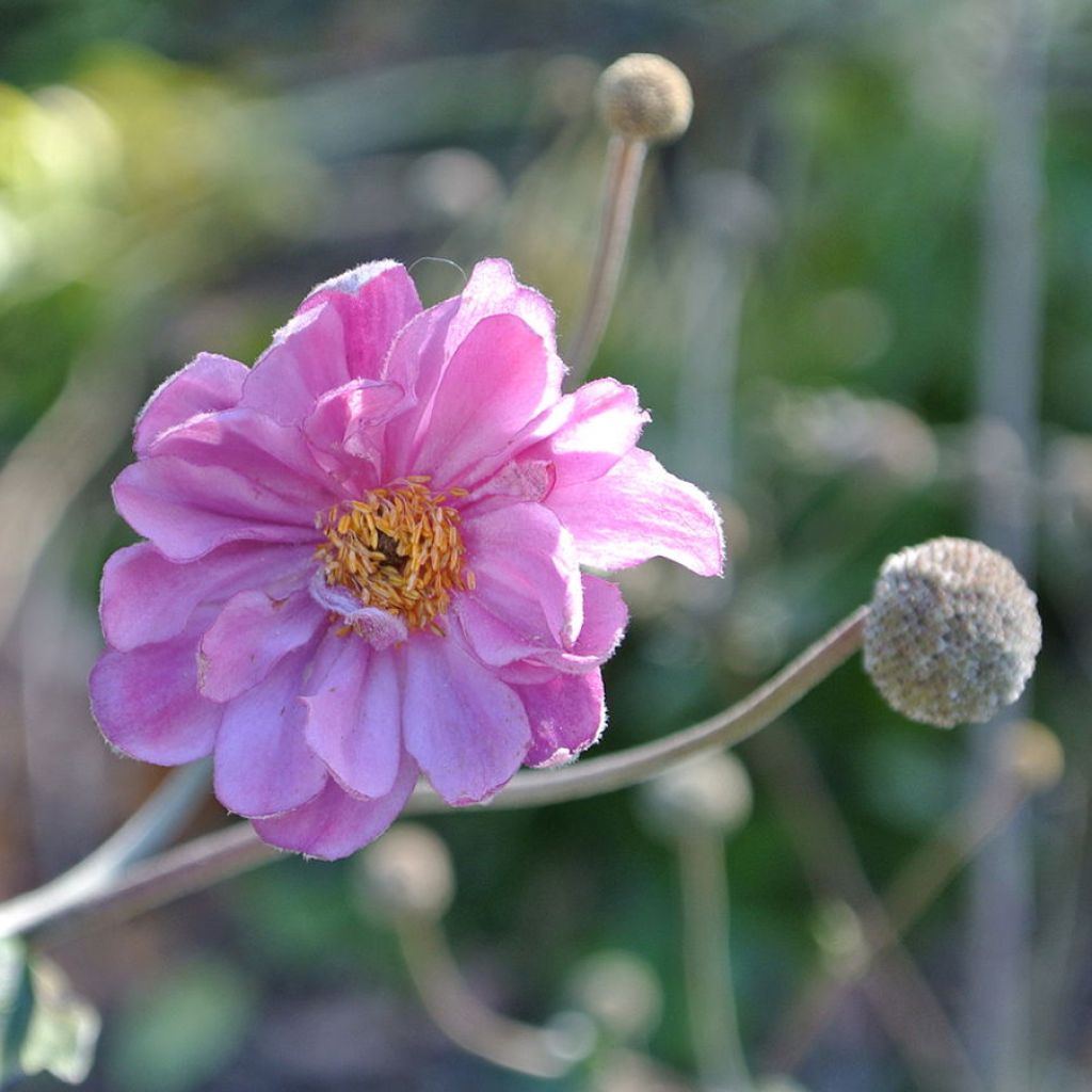 Anemone hupehensis Pamina - Anémona del Japón