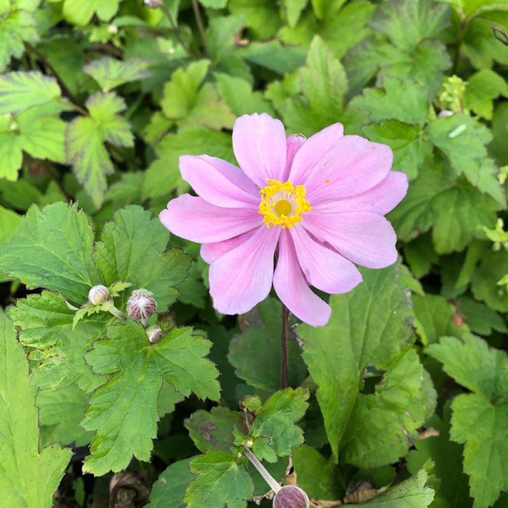 Anemone hupehensis Pamina - Anémona del Japón