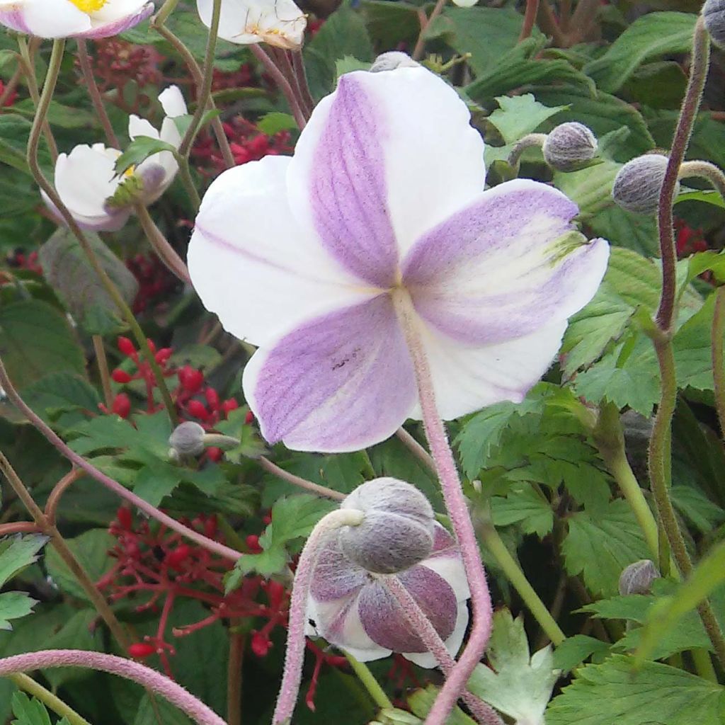 Anemone hybride Elfin Swan - Anémone japonaise.