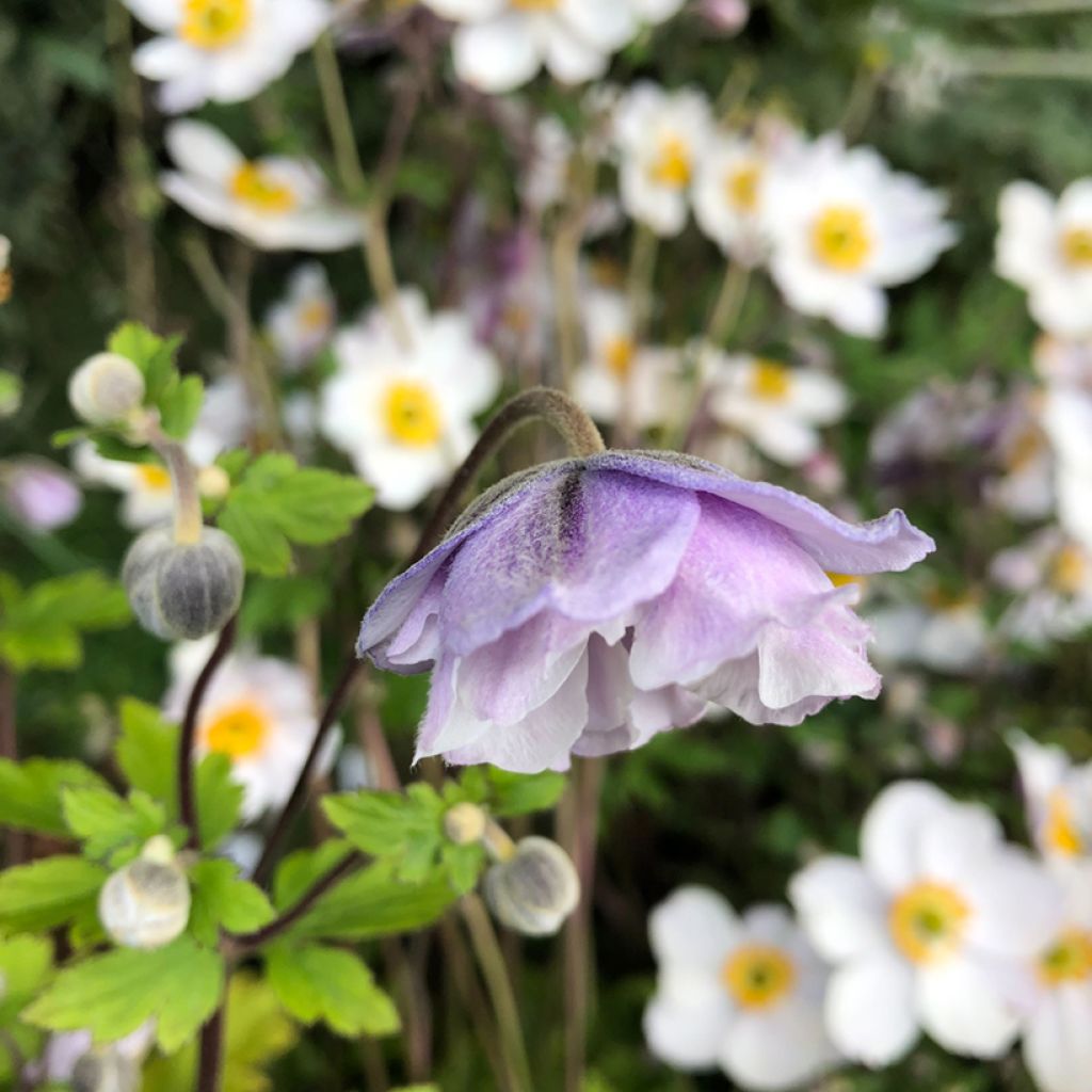 Anemone hybride Elfin Swan - Anémone japonaise.