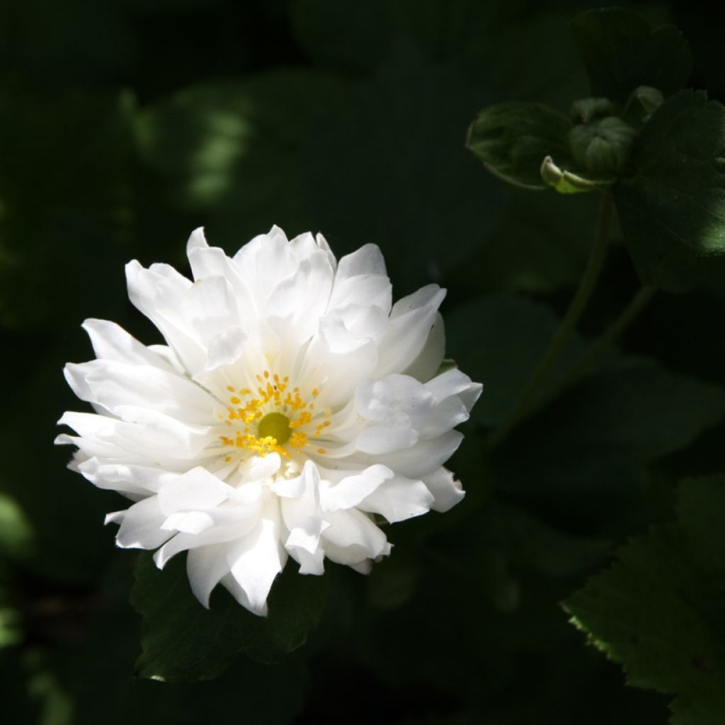 Anemone hupehensis Tiki Sensation - Anémona del Japón