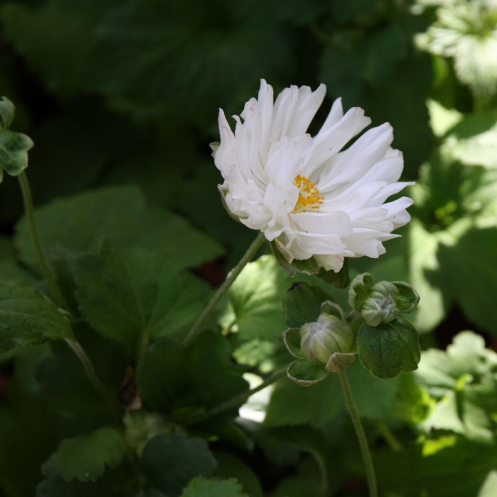 Anemone hupehensis Tiki Sensation - Anémona del Japón